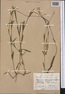 Dianthus superbus L., Middle Asia, Western Tian Shan & Karatau (M3) (Kyrgyzstan)