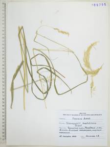 Calamagrostis arundinacea (L.) Roth, Siberia, Russian Far East (S6) (Russia)