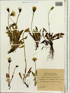 Crepis chrysantha (Ledeb.) Turcz., Siberia, Yakutia (S5) (Russia)