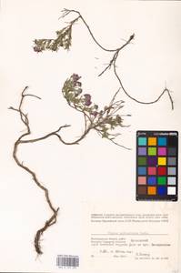 MHA 0 157 295, Thymus pallasianus Heinr.Braun, Eastern Europe, Lower Volga region (E9) (Russia)