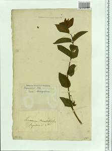 Lonicera caucasica subsp. orientalis (Lam.) D. F. Chamb. & Long, Eastern Europe, South Ukrainian region (E12) (Ukraine)