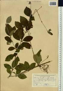 Viburnum burejaeticum Regel & Herder, Siberia, Russian Far East (S6) (Russia)