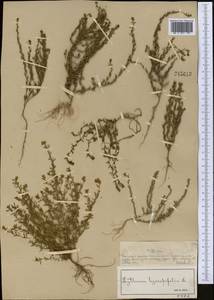 Lythrum hyssopifolia L., Middle Asia, Muyunkumy, Balkhash & Betpak-Dala (M9) (Kazakhstan)