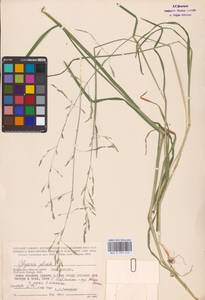 Glyceria notata Chevall., Eastern Europe, Central region (E4) (Russia)