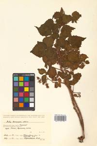 Rubus idaeus subsp. melanolasius Focke, Siberia, Russian Far East (S6) (Russia)