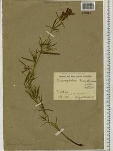Dracocephalum ruyschiana L., Siberia, Baikal & Transbaikal region (S4) (Russia)