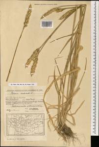 Triticum aestivum L., Mongolia (MONG) (Mongolia)