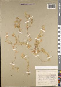 Medicago daghestanica Rupr., Caucasus, Dagestan (K2) (Russia)