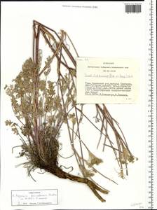 Kitagawia baicalensis (Redowsky ex Willd.) Pimenov, Siberia, Altai & Sayany Mountains (S2) (Russia)