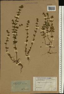 Clinopodium acinos (L.) Kuntze, Eastern Europe, Lithuania (E2a) (Lithuania)