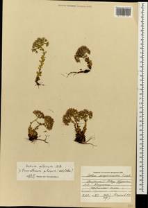 Prometheum pilosum (M. Bieb.) H. Ohba, Caucasus, Georgia (K4) (Georgia)