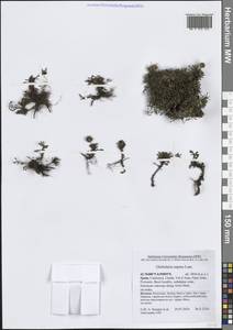 Globularia repens Lam., Western Europe (EUR) (Spain)