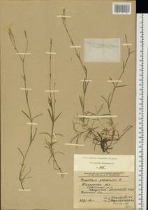 Dianthus arenarius L., Eastern Europe, Central region (E4) (Russia)