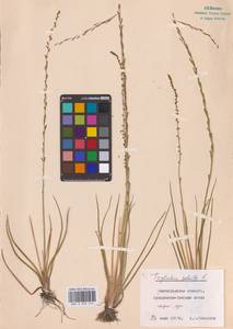 Triglochin palustris L., Eastern Europe, Lower Volga region (E9) (Russia)