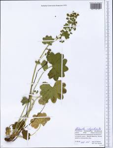 Alchemilla integribasis Juz., Eastern Europe, Eastern region (E10) (Russia)