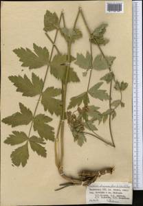 Semenovia dasycarpa (Regel & Schmalh.) Korovin ex Pimenov & V. N. Tikhom., Middle Asia, Pamir & Pamiro-Alai (M2) (Tajikistan)