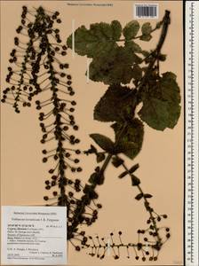 Verbascum levanticum I. K. Ferguson, South Asia, South Asia (Asia outside ex-Soviet states and Mongolia) (ASIA) (Cyprus)