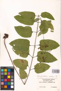 MHA 0 159 606, Scrophularia nodosa L., Eastern Europe, Lower Volga region (E9) (Russia)