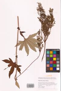 Filipendula digitata (Willd.) Bergmans, Siberia, Russian Far East (S6) (Russia)