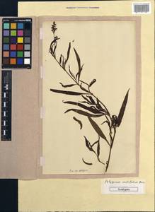 Koenigia alpina (All.) T. M. Schust. & Reveal, Unclassified