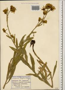 Scorzonera latifolia (Fisch. & C. A. Mey.) DC., Caucasus, Armenia (K5) (Armenia)