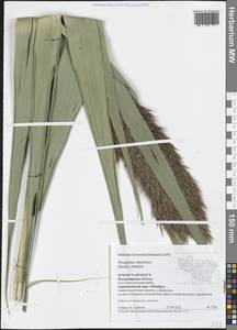 Phragmites australis subsp. isiacus (Arcang.) ined., Eastern Europe, Central region (E4) (Russia)