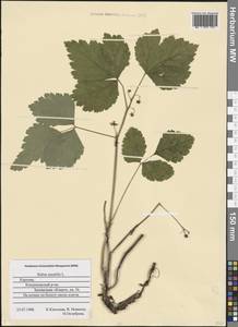 Rubus saxatilis L., Eastern Europe, Northern region (E1) (Russia)