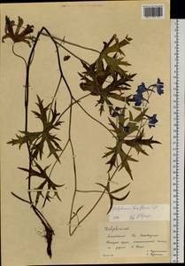 Delphinium laxiflorum DC., Siberia, Altai & Sayany Mountains (S2) (Russia)
