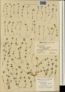 Sherardia arvensis L., Crimea (KRYM) (Russia)