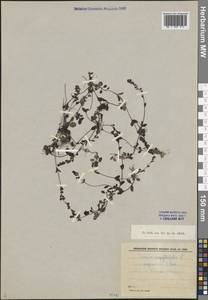 Veronica serpyllifolia L., Eastern Europe, North-Western region (E2) (Russia)