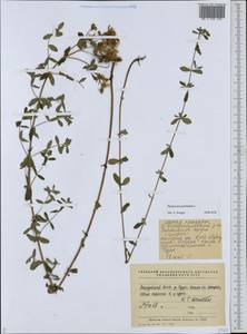 Hypericum perforatum L., Eastern Europe, Middle Volga region (E8) (Russia)