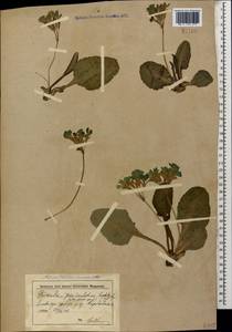 Primula elatior subsp. pseudoelatior (Kuzn.) W. W. Sm. & Forrest, Caucasus, Krasnodar Krai & Adygea (K1a) (Russia)