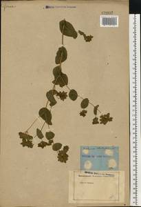 Bupleurum rotundifolium L., Eastern Europe, Rostov Oblast (E12a) (Russia)