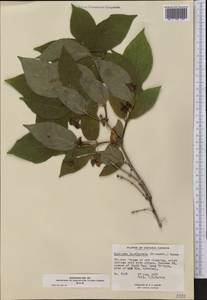 Lonicera involucrata (Richards.) Banks ex Spreng., America (AMER) (Canada)