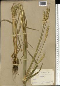 Triticum aestivum L., Eastern Europe, Rostov Oblast (E12a) (Russia)