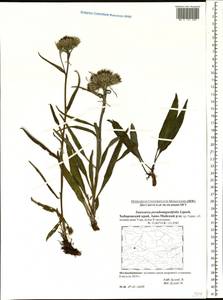 Saussurea pseudoangustifolia Lipsch., Siberia, Russian Far East (S6) (Russia)