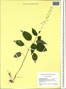 Circaea lutetiana L., Caucasus, Krasnodar Krai & Adygea (K1a) (Russia)