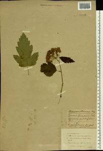 Physocarpus opulifolius (L.) Maxim., Eastern Europe, Western region (E3) (Russia)