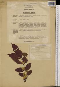 Lonicera maackii (Rupr.) Maxim., Siberia, Russian Far East (S6) (Russia)