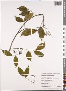 Picrasma javanica Bl., South Asia, South Asia (Asia outside ex-Soviet states and Mongolia) (ASIA) (Vietnam)