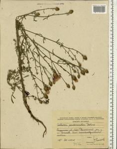 Centaurea pseudomaculosa Dobrocz, Eastern Europe, Central region (E4) (Russia)