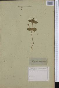 Lysimachia arvensis subsp. arvensis, Western Europe (EUR) (Not classified)