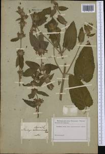 Stachys alpina, Botanic gardens and arboreta (GARD) (Not classified)