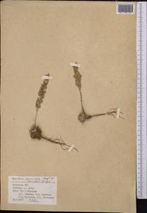 Rosularia radicosa (Boiss. & Hohen.) Eggli, Middle Asia, Pamir & Pamiro-Alai (M2) (Uzbekistan)