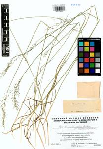 Poa urssulensis Trin., Siberia, Baikal & Transbaikal region (S4) (Russia)