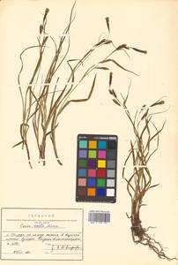 Carex scita Maxim., Siberia, Russian Far East (S6) (Russia)