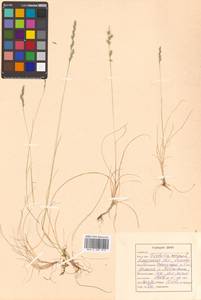 Festuca ovina L., Siberia, Russian Far East (S6) (Russia)