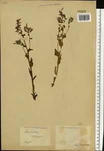 Rindera tetraspis (Pall.) L'Hér. ex DC. & A. DC., Eastern Europe, Lower Volga region (E9) (Russia)