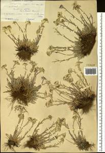 Leontopodium campestre (Ledeb.) Hand.-Mazz., Siberia, Western (Kazakhstan) Altai Mountains (S2a) (Kazakhstan)