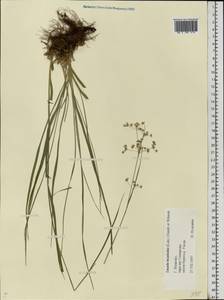 Luzula luzuloides (Lam.) Dandy & E.Willm., Eastern Europe, Central forest region (E5) (Russia)